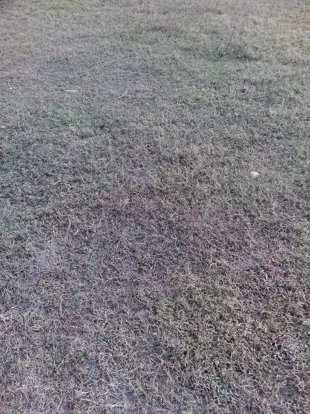 How to Revive Dormant Grass 5 Tips for Idaho Homeowners